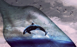 Image with killer whale in the bottle